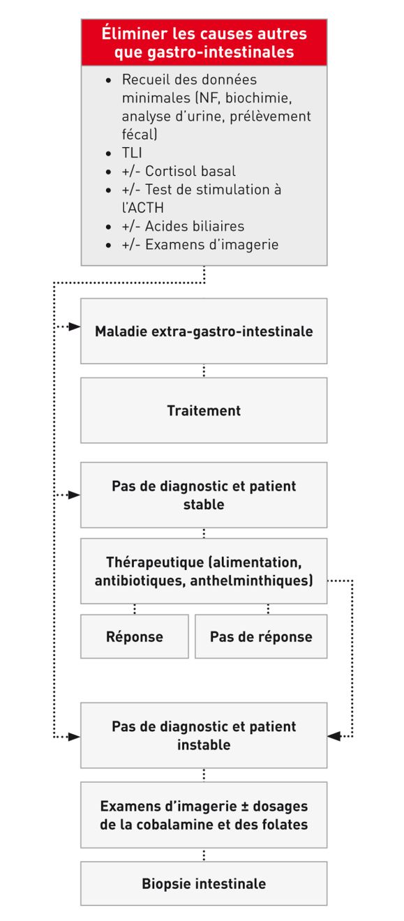 Approche diagnostique chez un chien présentant une diarrhée chronique de l’intestin grêle.