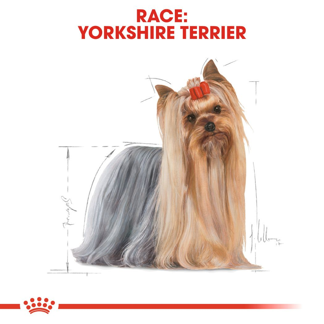 Yorkshire Terrier Adult Loaf