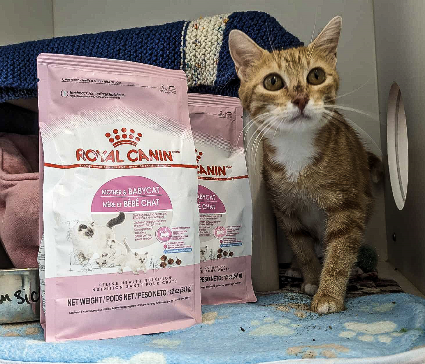 Kitten standing next to a bag of Royal Canin cat food. 