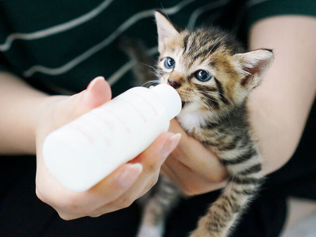 哺乳瓶で食事するフワフワの猫