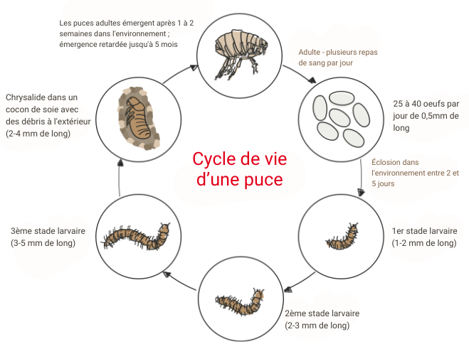 Cycle de vie d'une puce