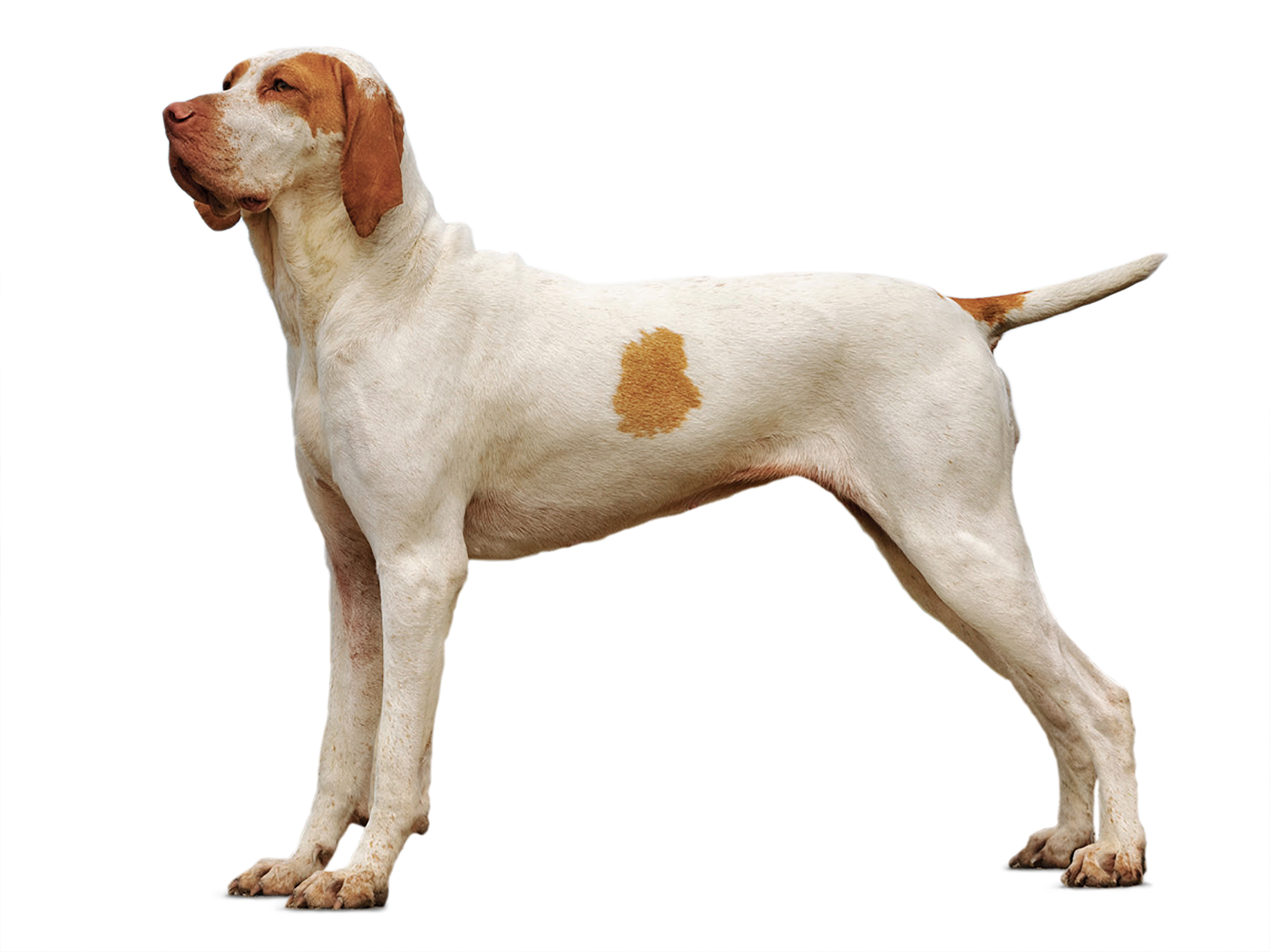 Ariege Pointing Dog adult in black and white