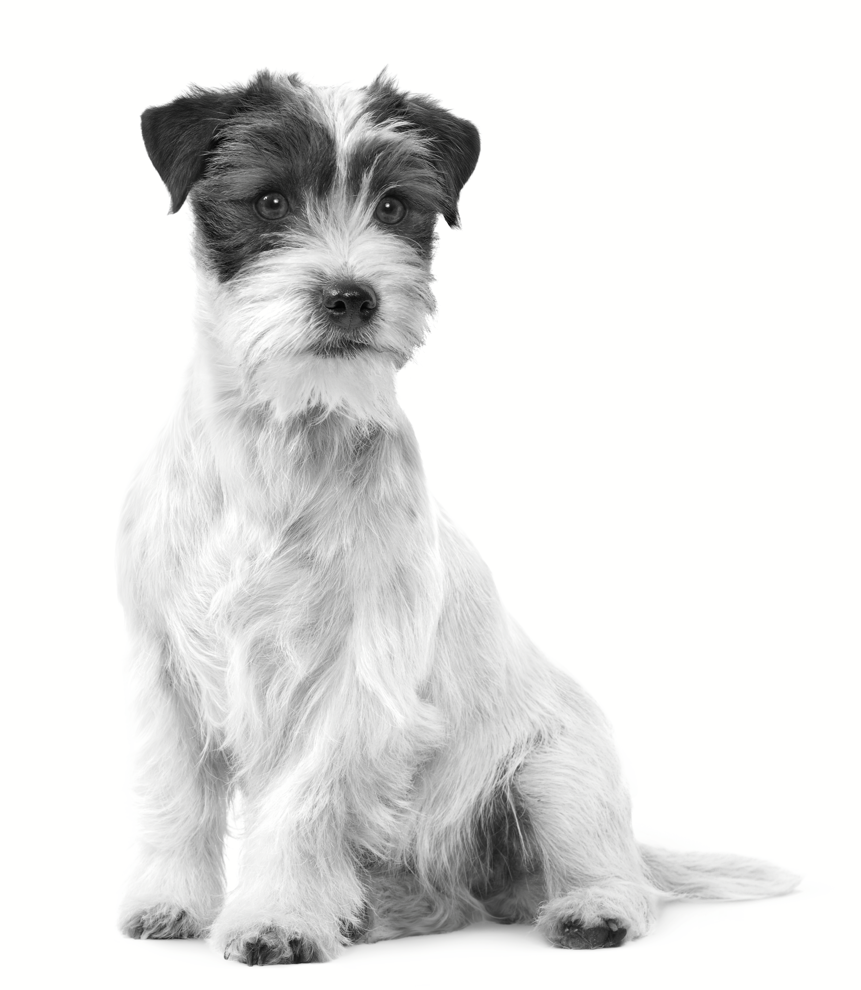Jack Russell adult sitting in black and white on a white background