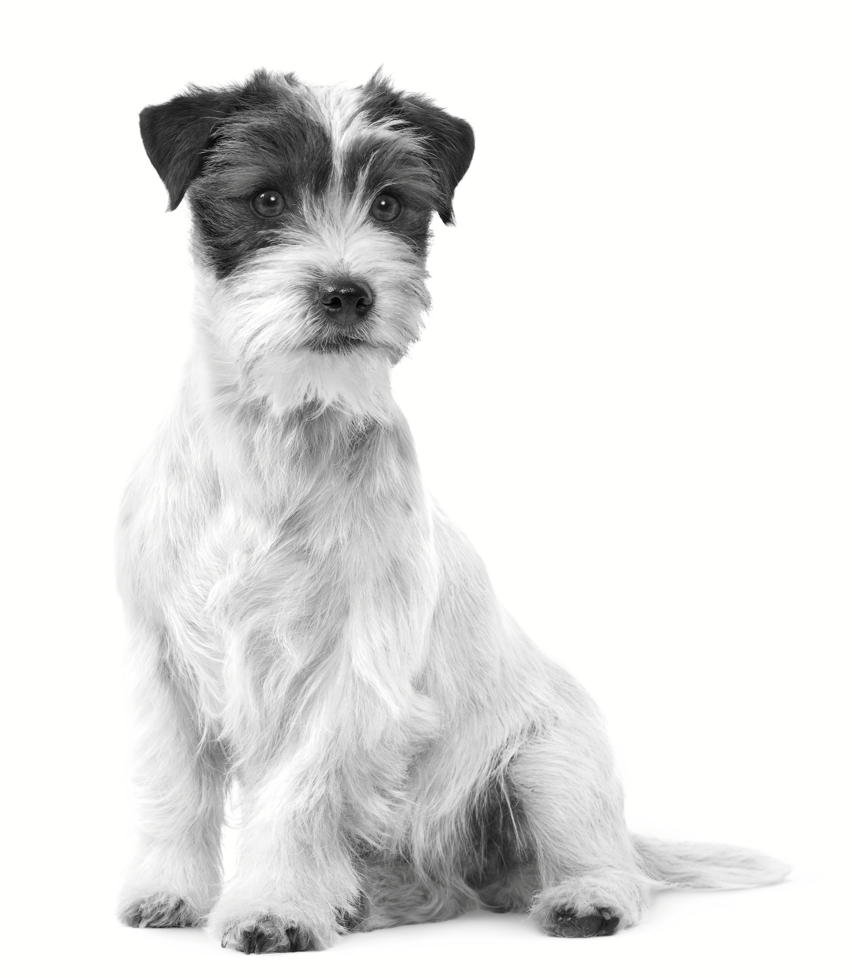 Jack Russel terrier adult vet