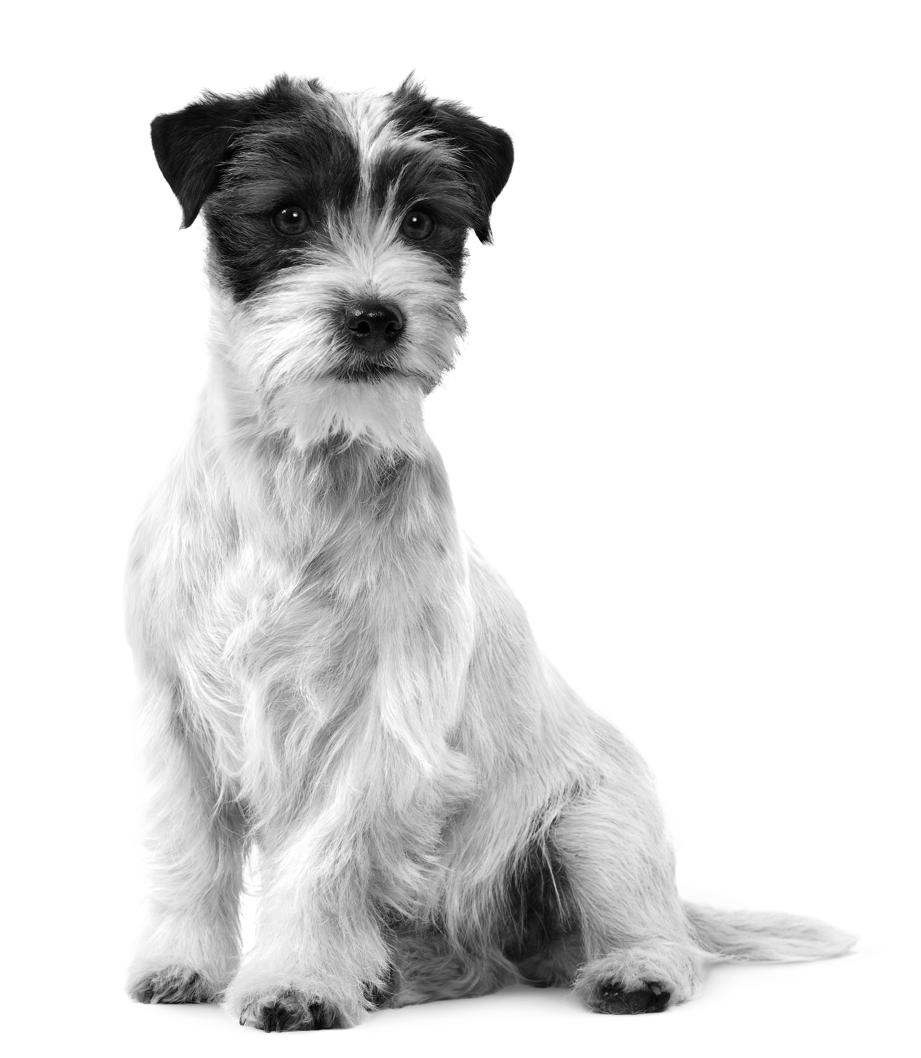 Jack Russell adult sitting in black and white on a white background