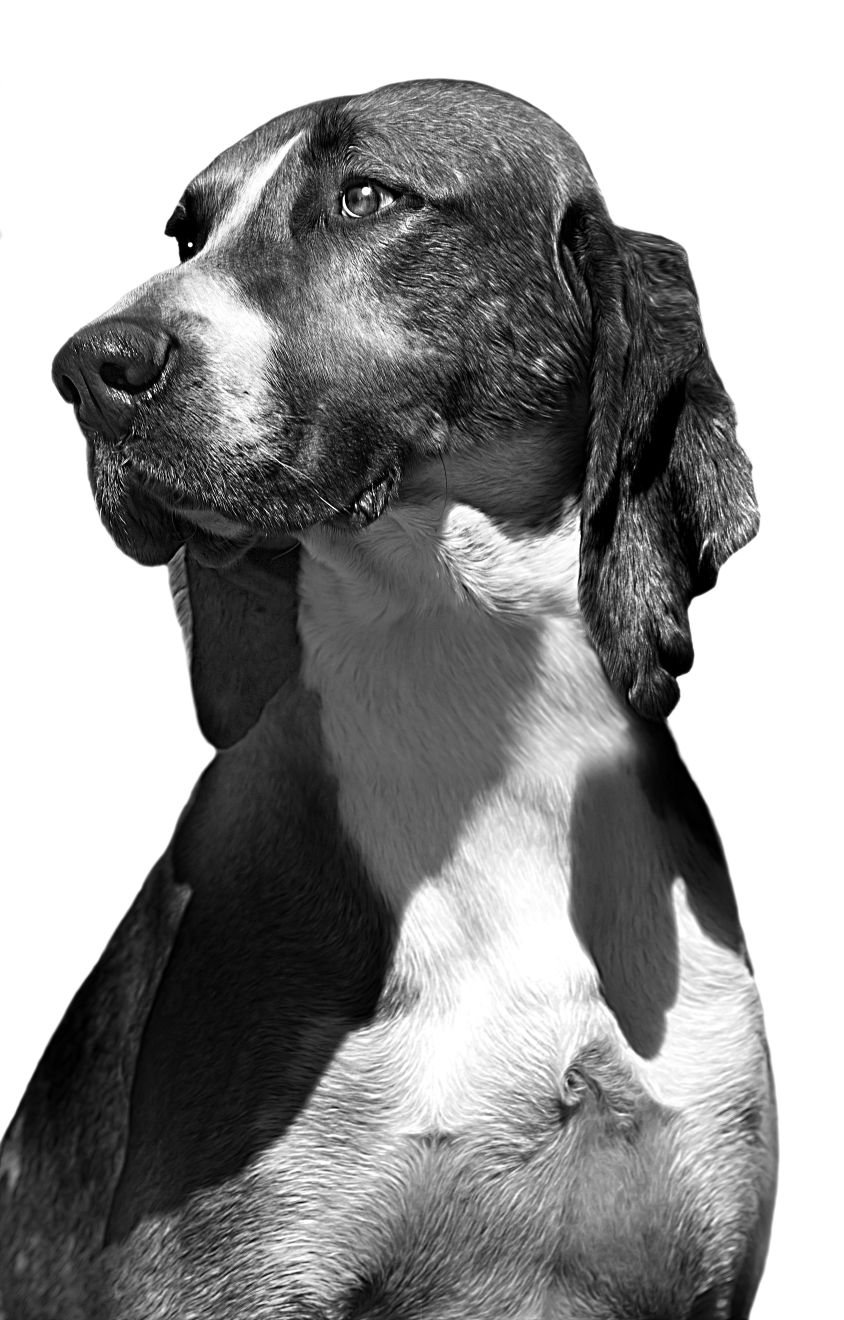 French Tricolour Hound adult black and white