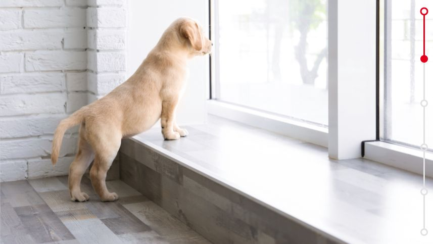 labrador puppy looking outside