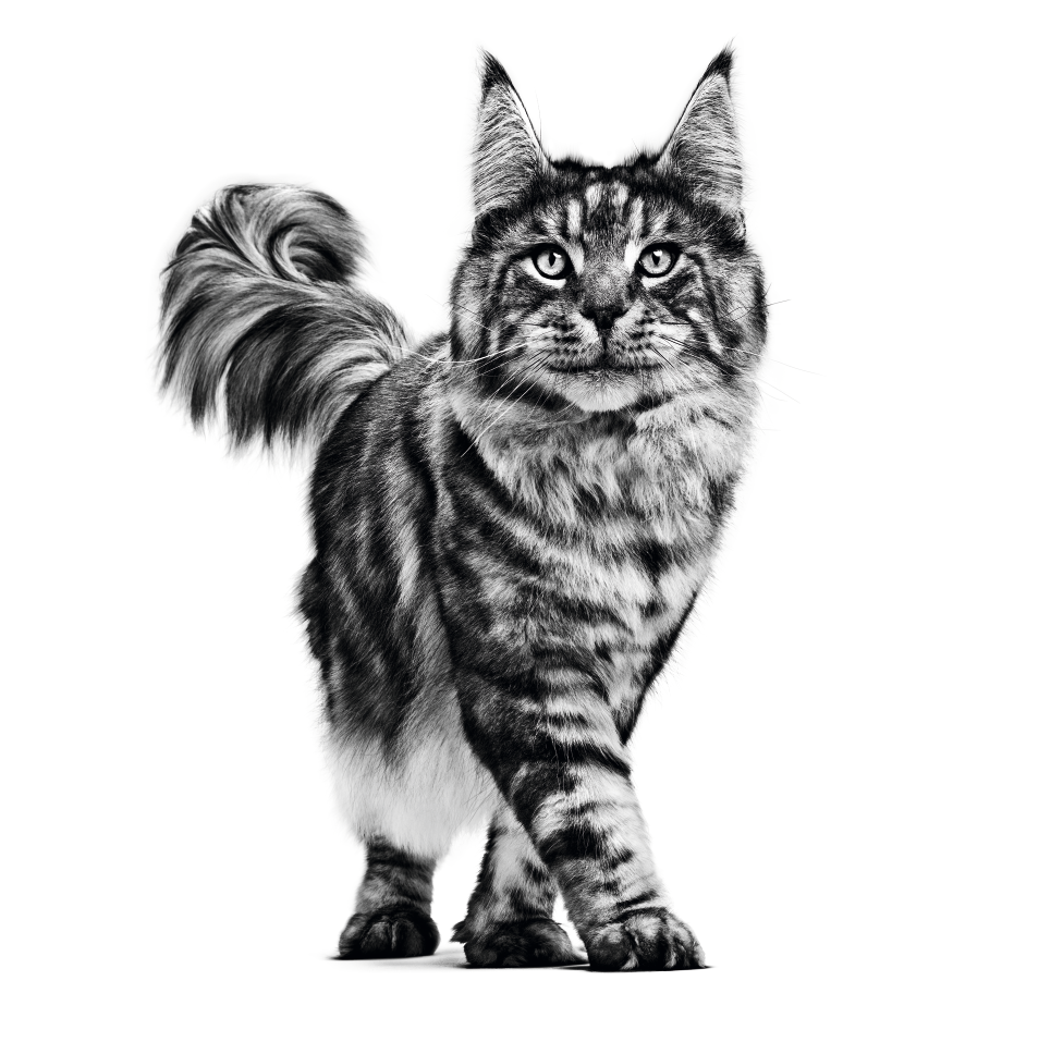 Yetişkin Maine Coon beyaz bir arka plan üzerinde ayakta duruyor, siyah beyaz