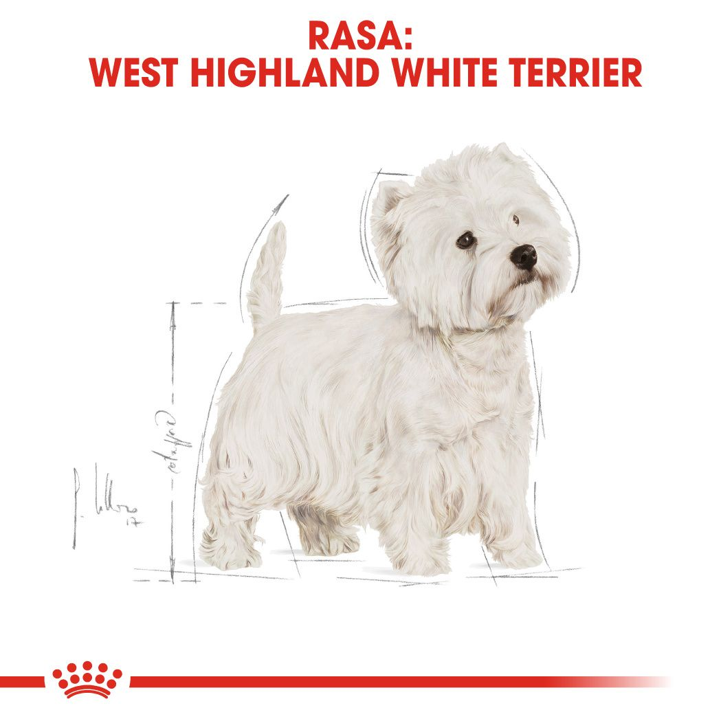 West Highland White Terrier Adult