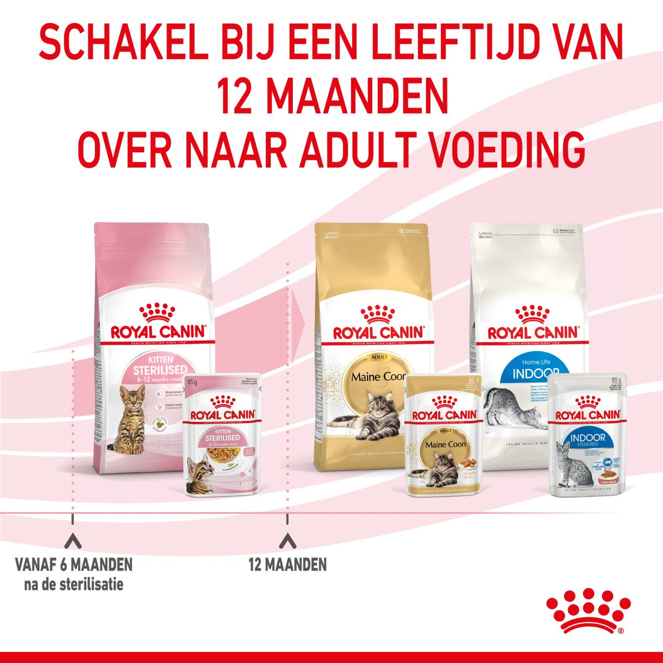 Kitten Sterilised in Jelly (brokjes in gelei)