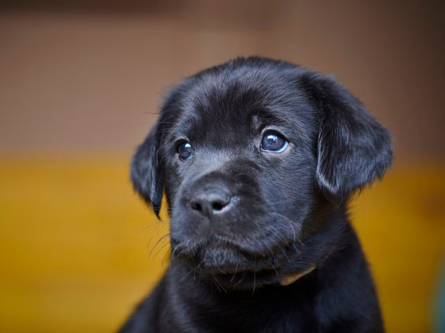 Portrait of black Labrador retriever puppy