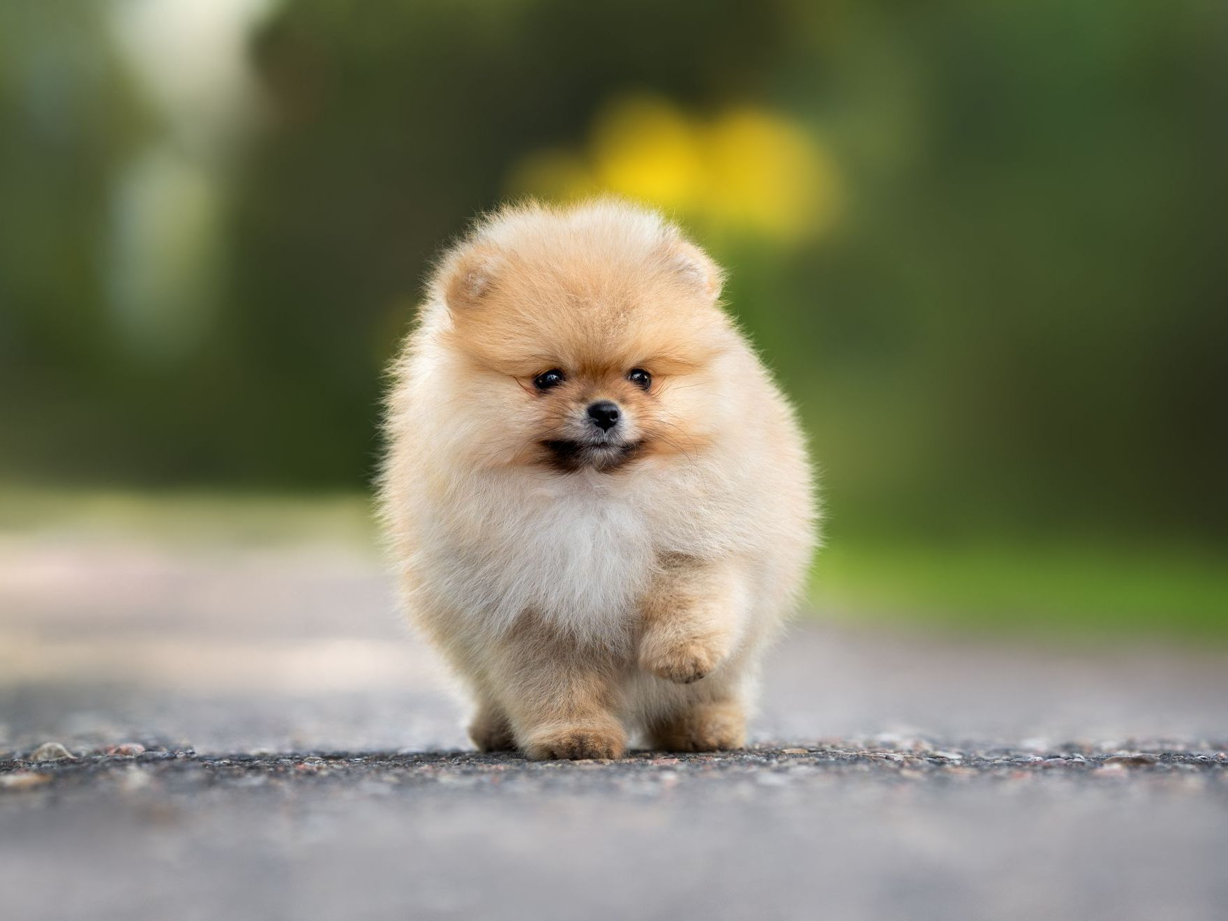 Chiot loulou de Poméranie marchant sur la route en été