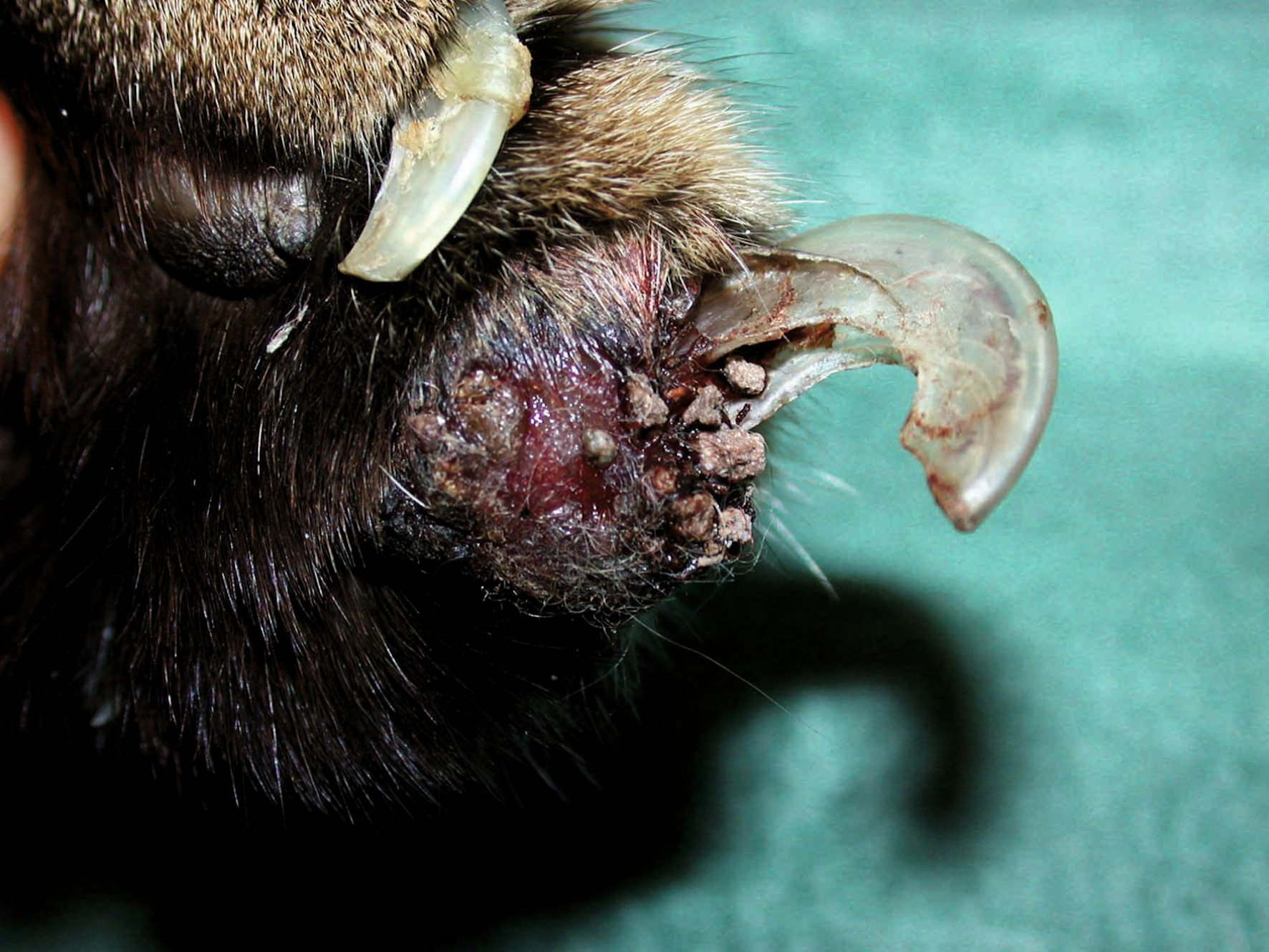 고양이 폐-발가락 증후군(FLDS)이 있는 고양이의 발톱. 발톱 주위염(paronychia), 출혈, 발톱의 고정된 외피(fixed exsheathment)가 보인다.
