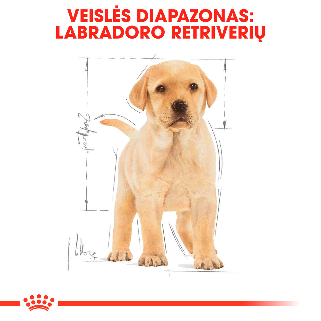 Labrador Retriever Puppy