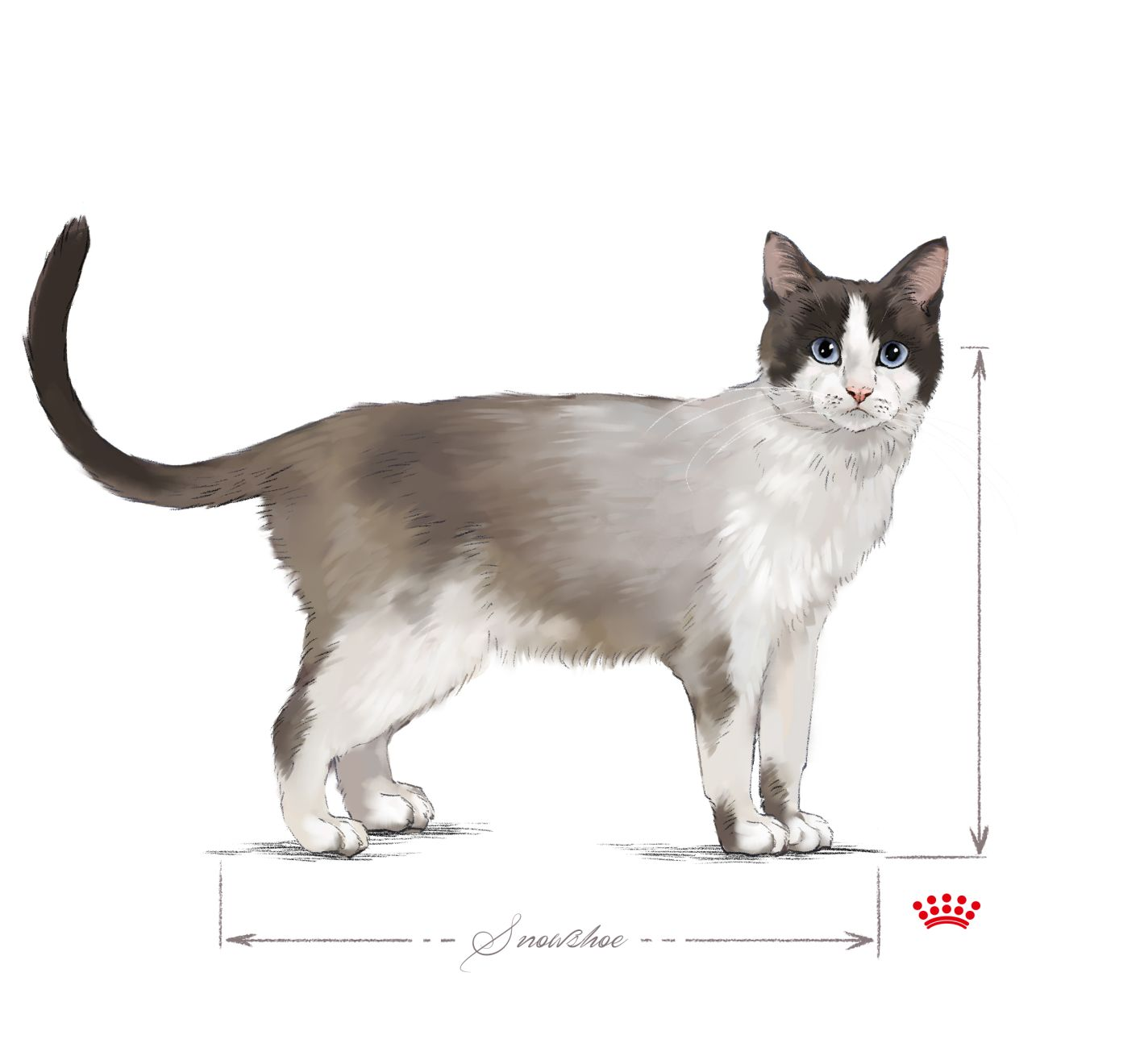 Snowshoe adult black and white