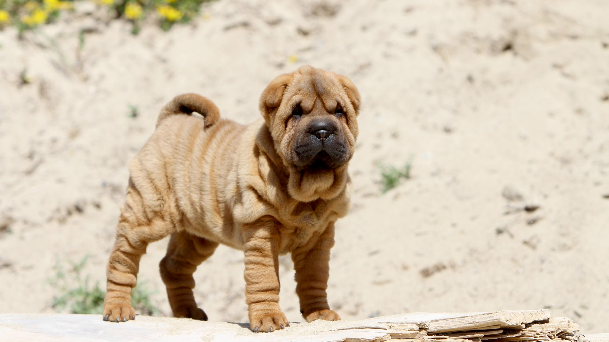 Shar pei shops fci