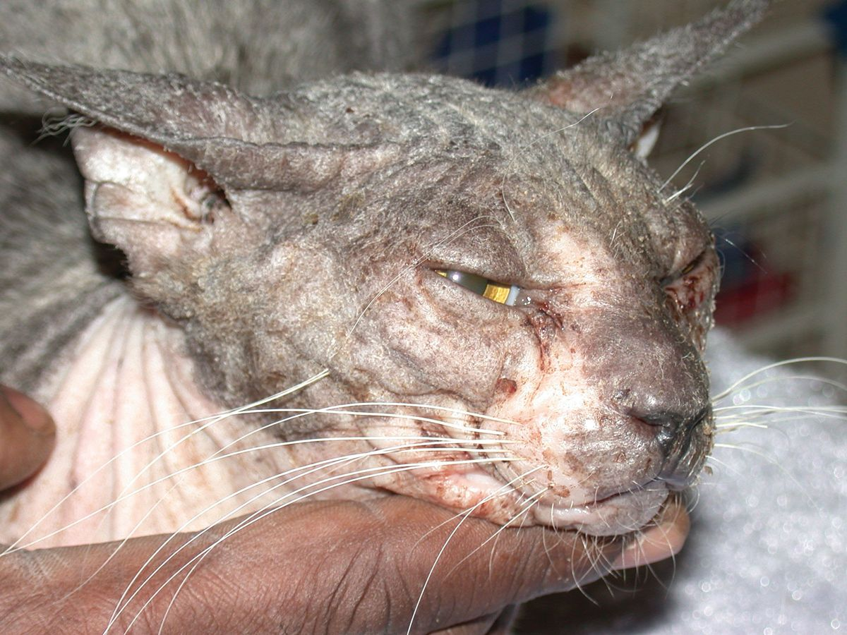 Figure 4. Feline paraneoplastic alopecia with diffuse alopecia, mild crusting and a shiny nose.© Patricia D. White