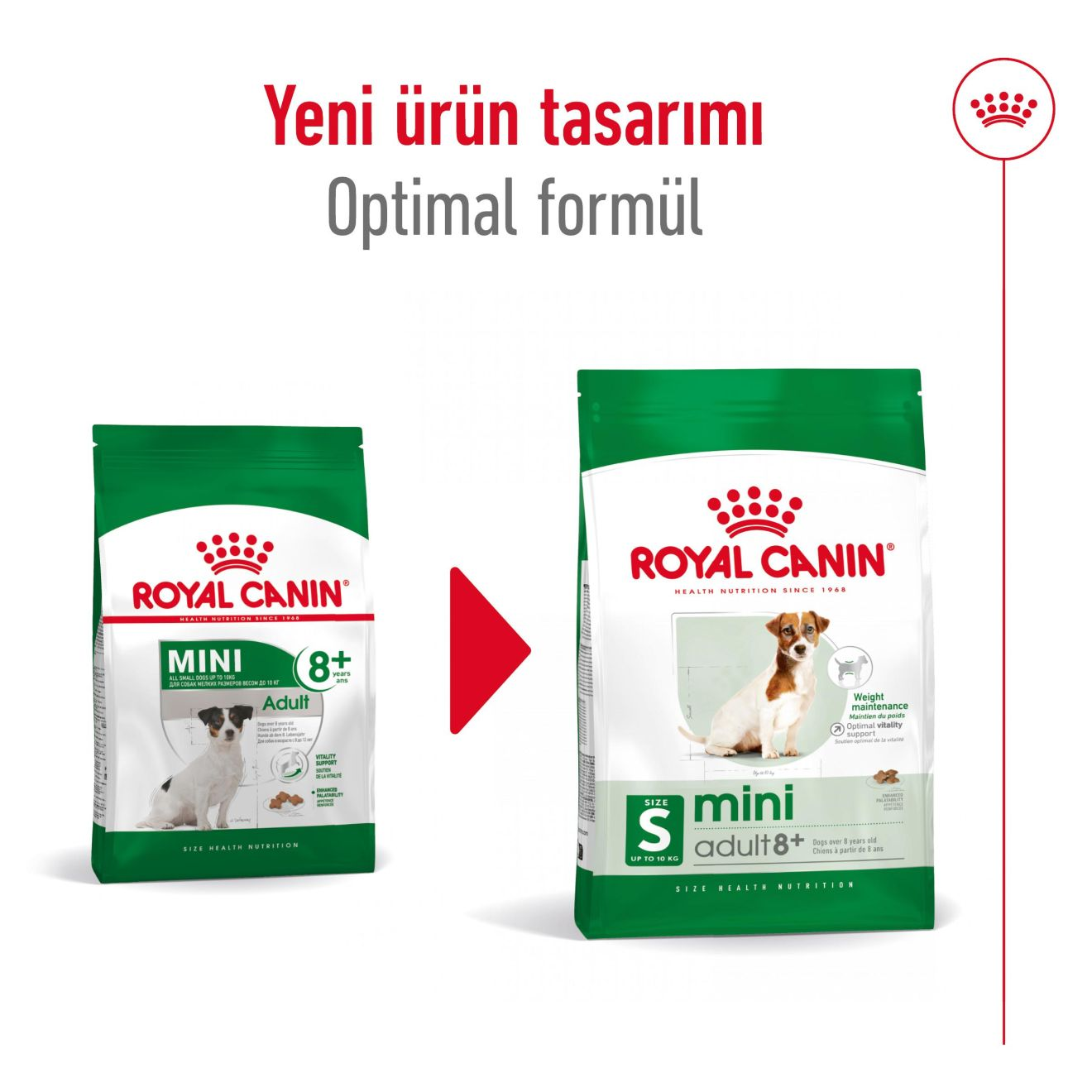 Mini Adult 8+ Yaşlı Köpek Kuru Maması | Royal Canin Turkey | Royal
