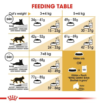 British shorthair adult dry Royal Canin