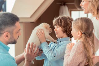 Introducing a puppy to its new family should be done around 8 weeks of age