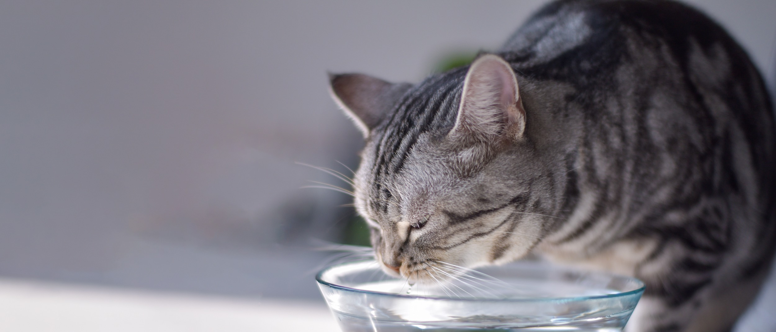 Gatos com caspa, Saúde do gato e cuidados