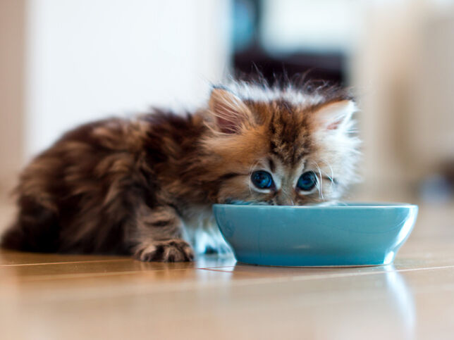 Young kitten eating from blue bowl