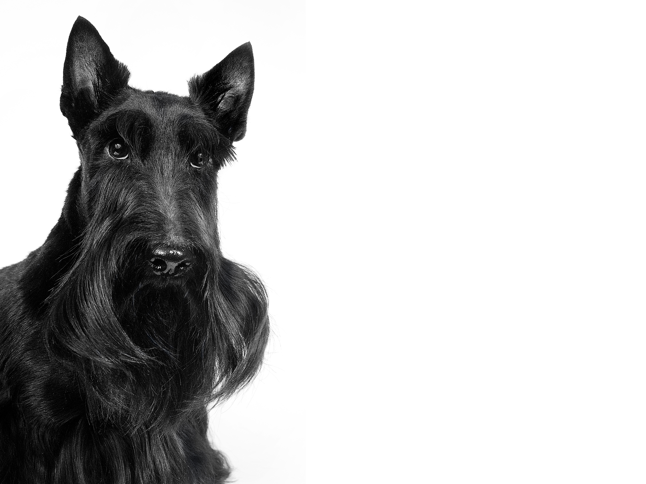 Scottish Terrier adult in black and white