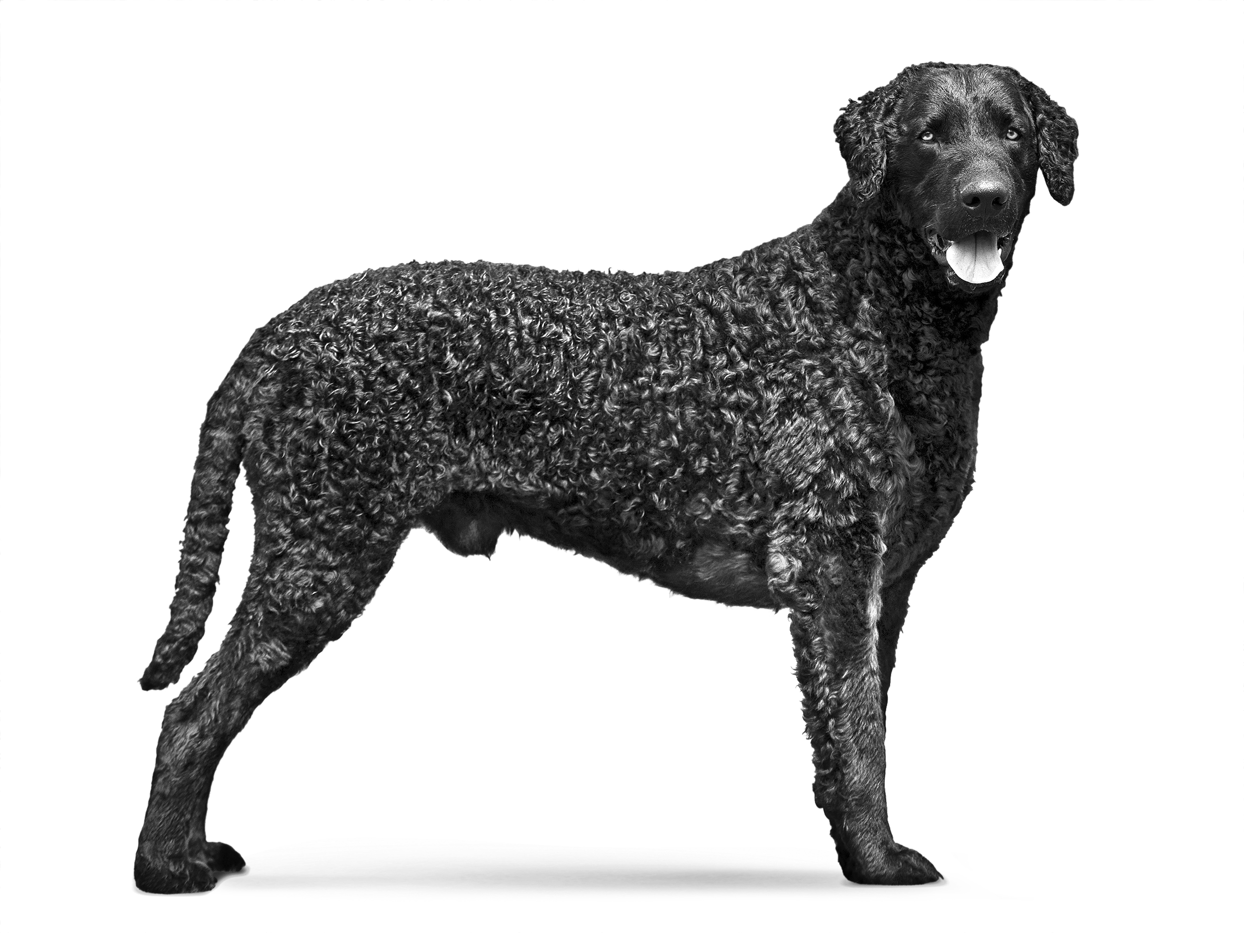 Curly Coated Retriever in bianco e nero