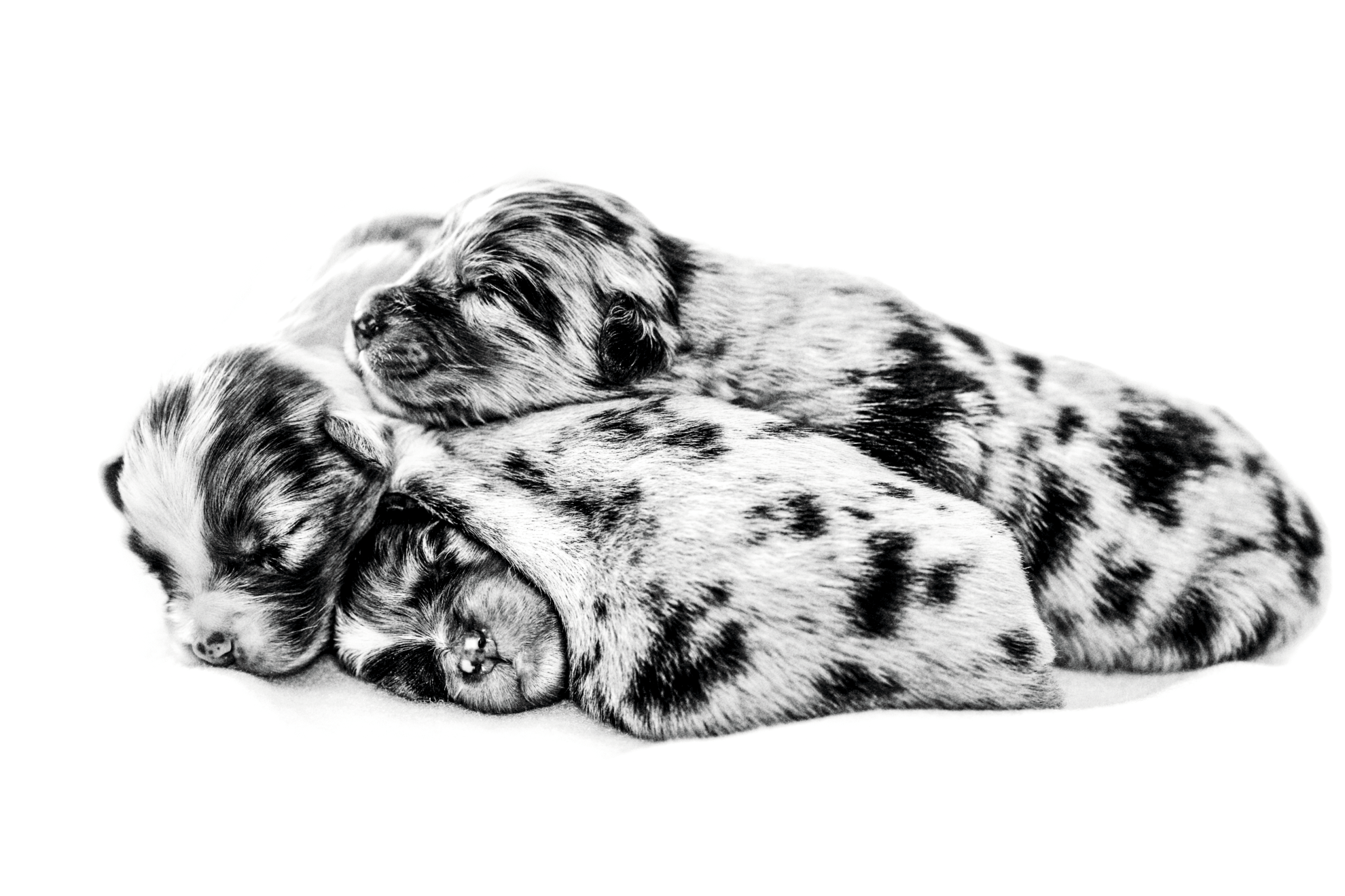Australian Shepherd puppies lying down in black and white on a white background