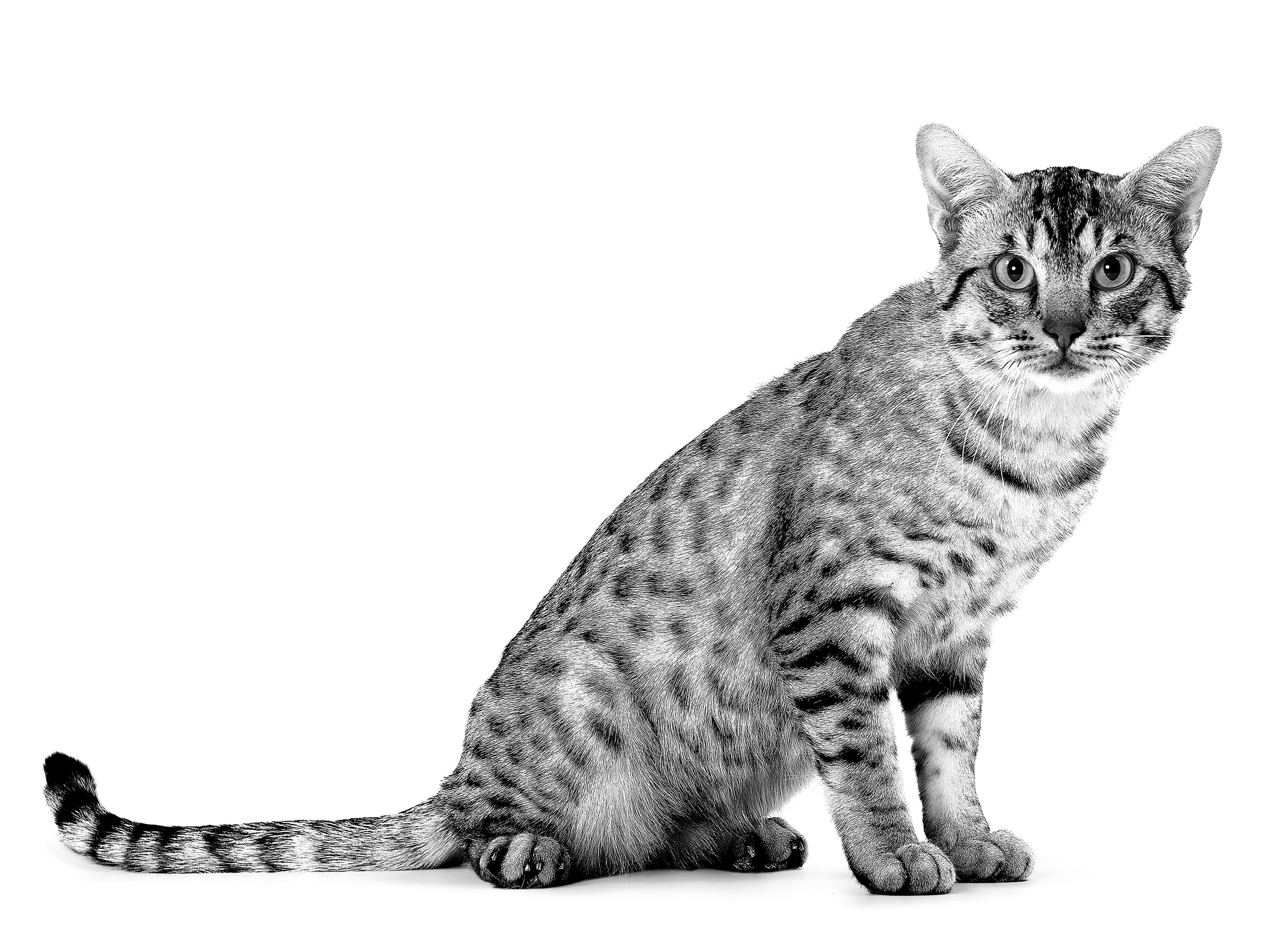 Ocicat adult black and white