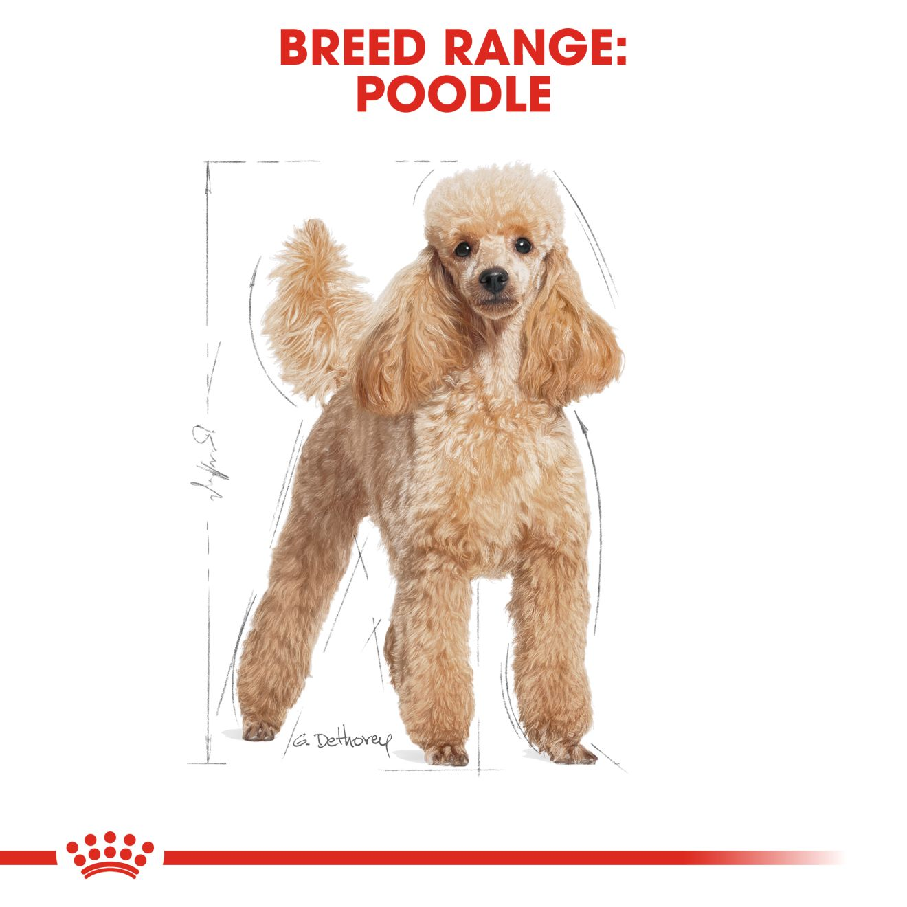 Royal canin poodle adult dry store dog food