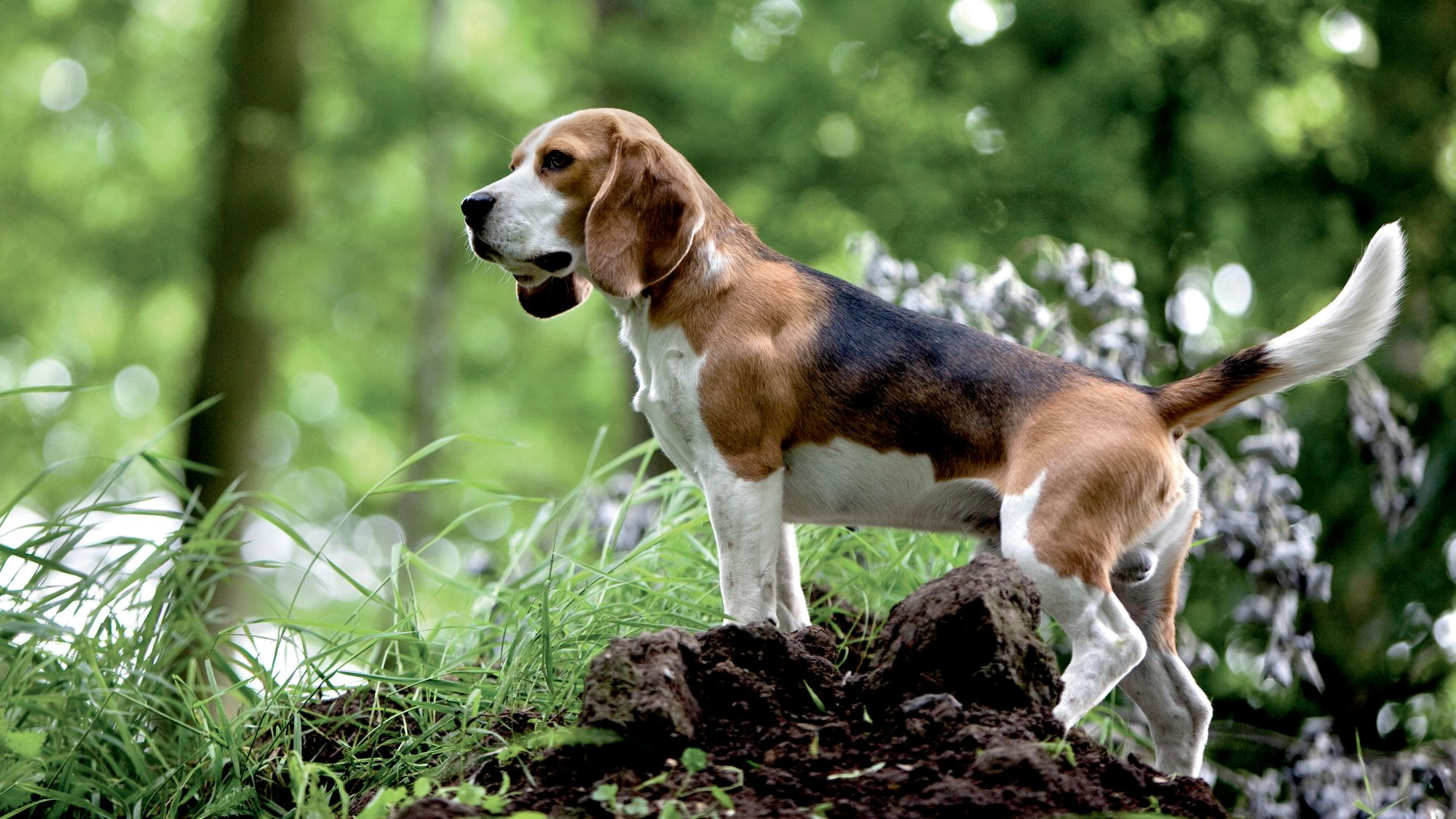 Vue latérale d'un beagle sur un tas de terre