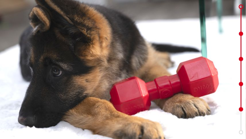 puppy german shepherd with toy