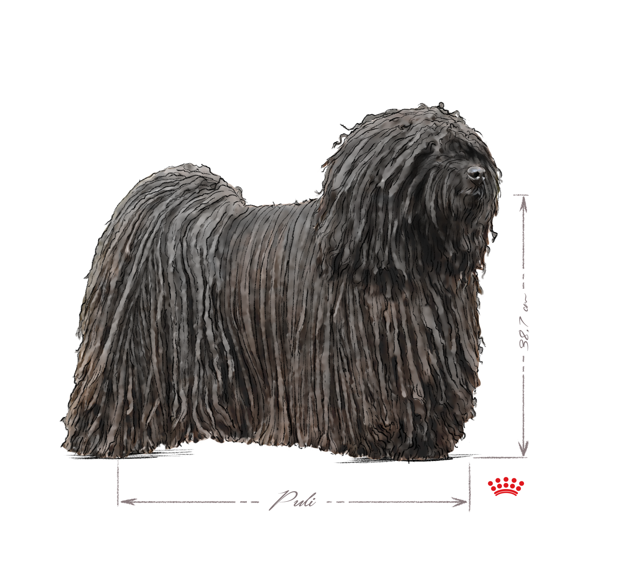 BD96H-Puli-adult-in-black-and-white