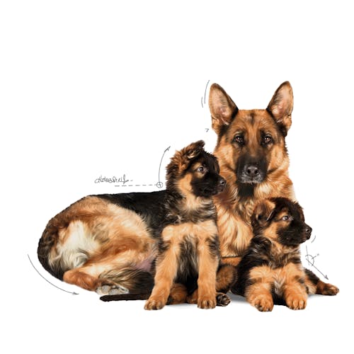 Maxi Starter Mother & Babydog  pour chiot