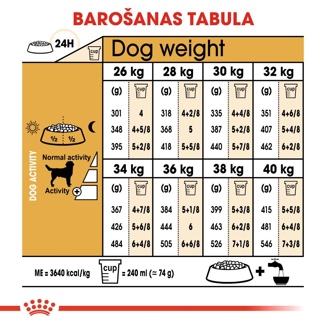 Labrador Retriever Adult 