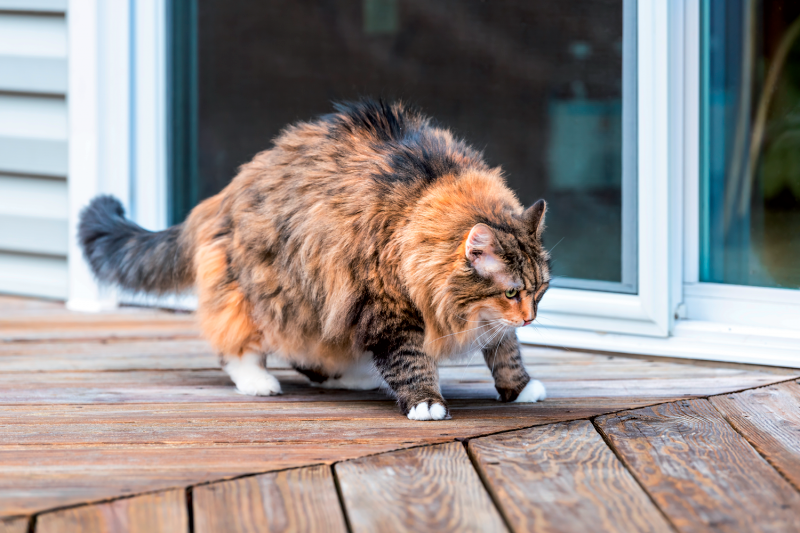 besity can contribute to various problems in the cat, including osteoarthritis and difficulty in grooming. It is also associated with shorter lifespan