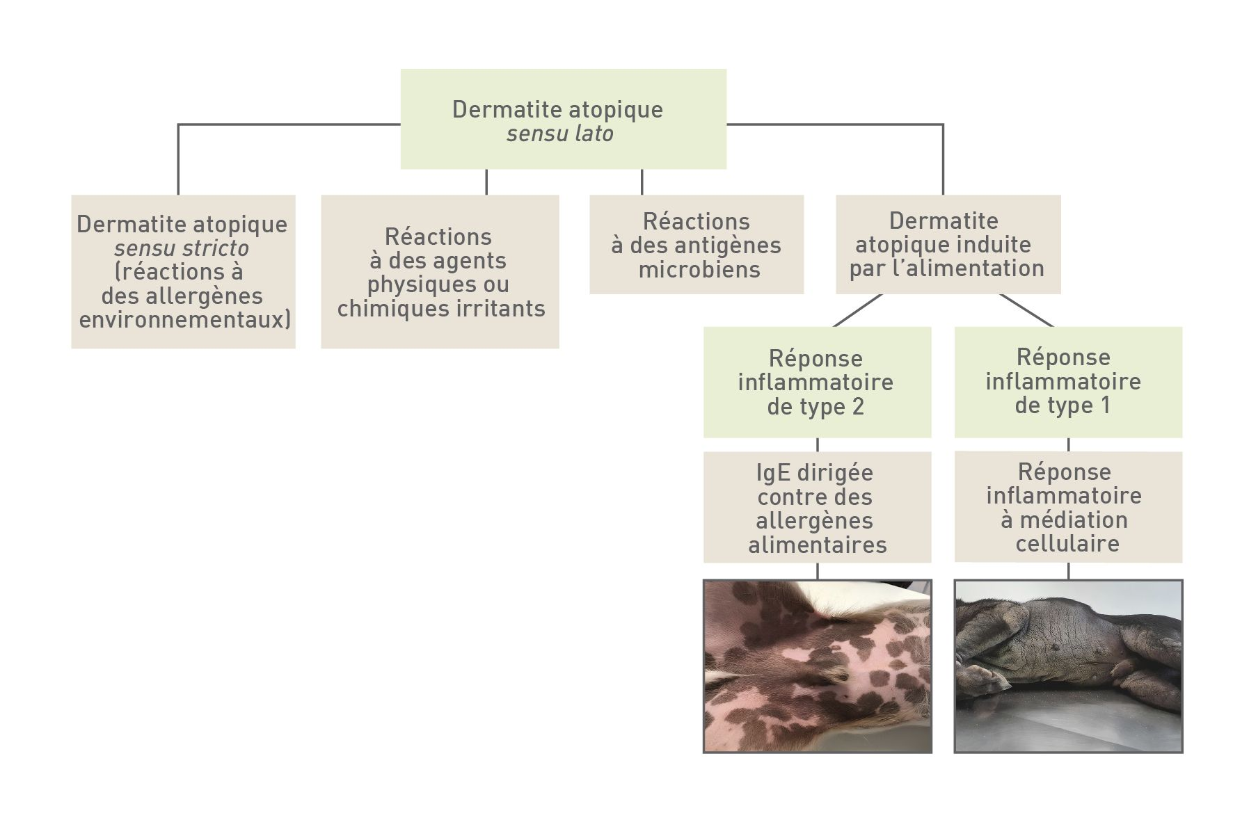 Algorithme de la dermatite atopique
