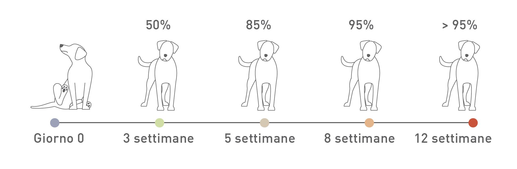 Linea temporale che mostra il miglioramento clinico dopo la durata della distribuzione di una dieta di esclusione