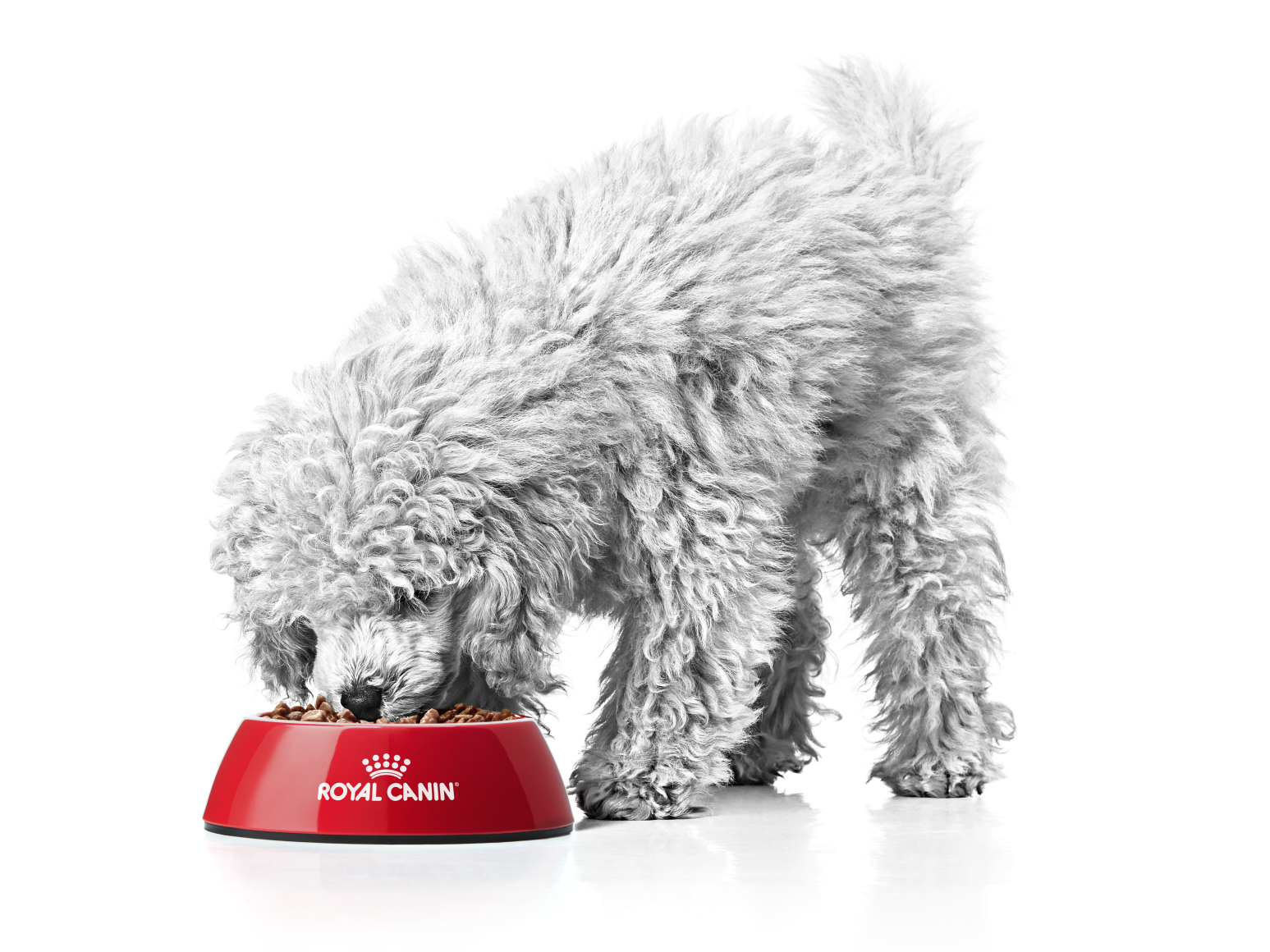 Toypoedel in zwart-wit eet uit rood Royal Canin voedingsbakje