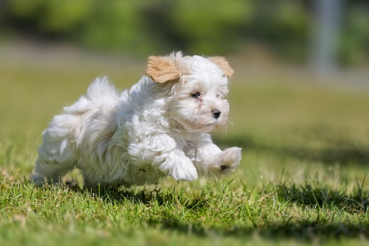 Maltezer puppy rent in het gras