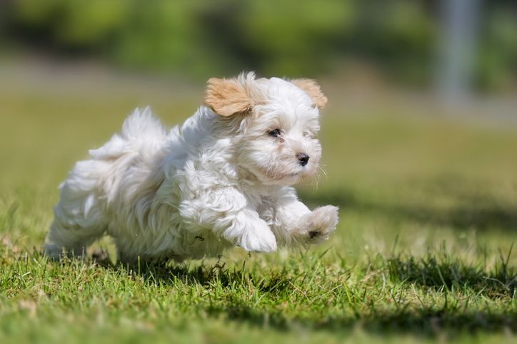 Chiot bichon havanais de 9 semaines en train de courir