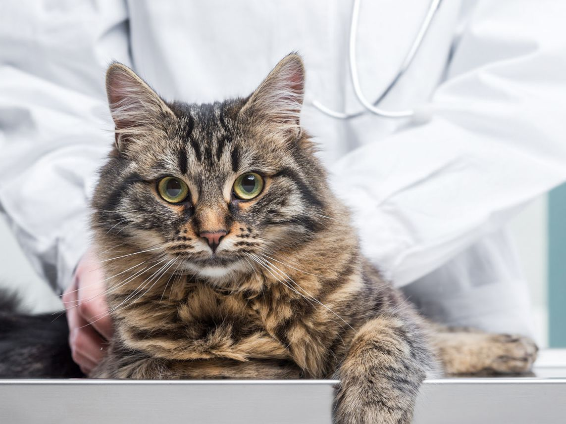 Ausgewachsene Maine Coon liegt auf einem Untersuchungstisch und wird von einem Tierarzt untersucht.