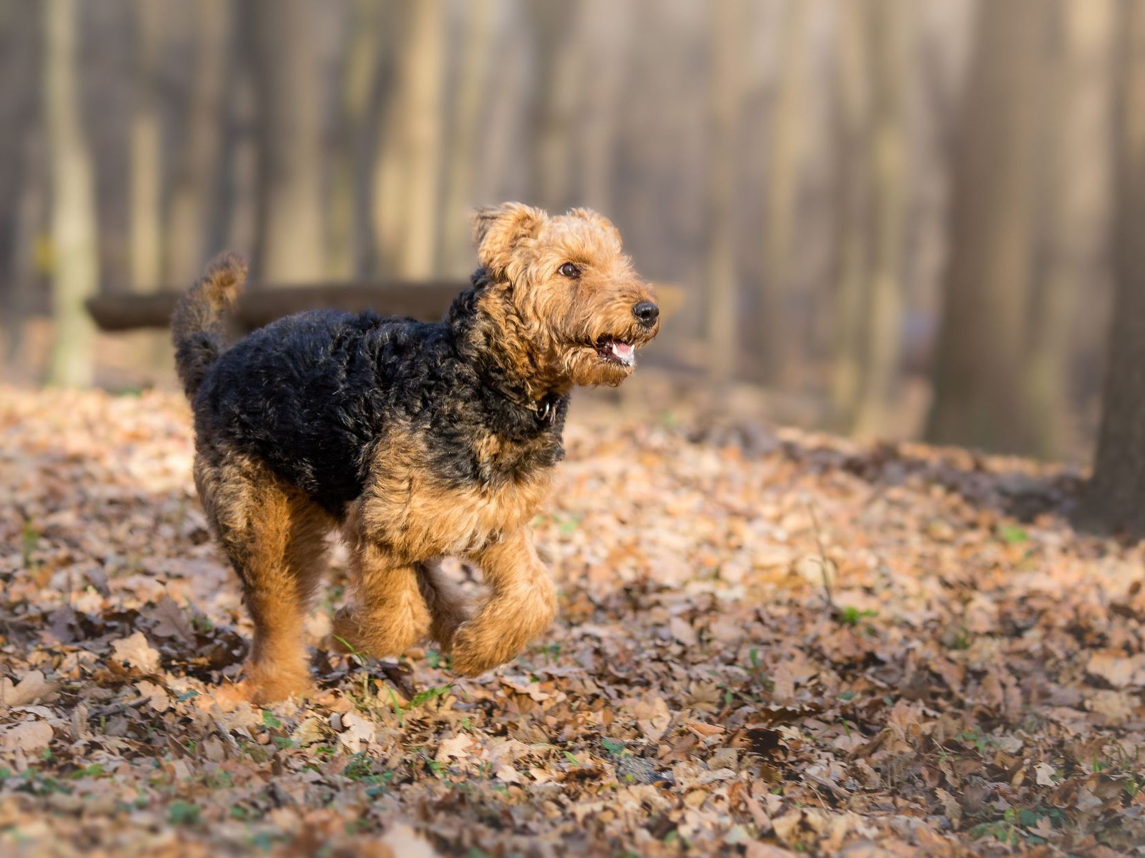 Airedale terrier en train de courir