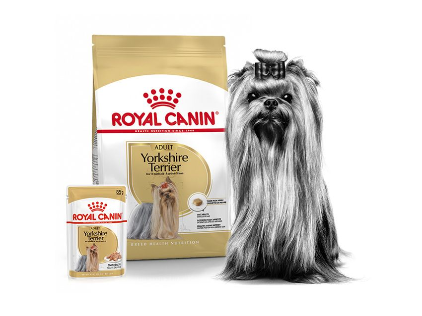 Black and white Yorkshire Terrier standing next to Royal Canin products
