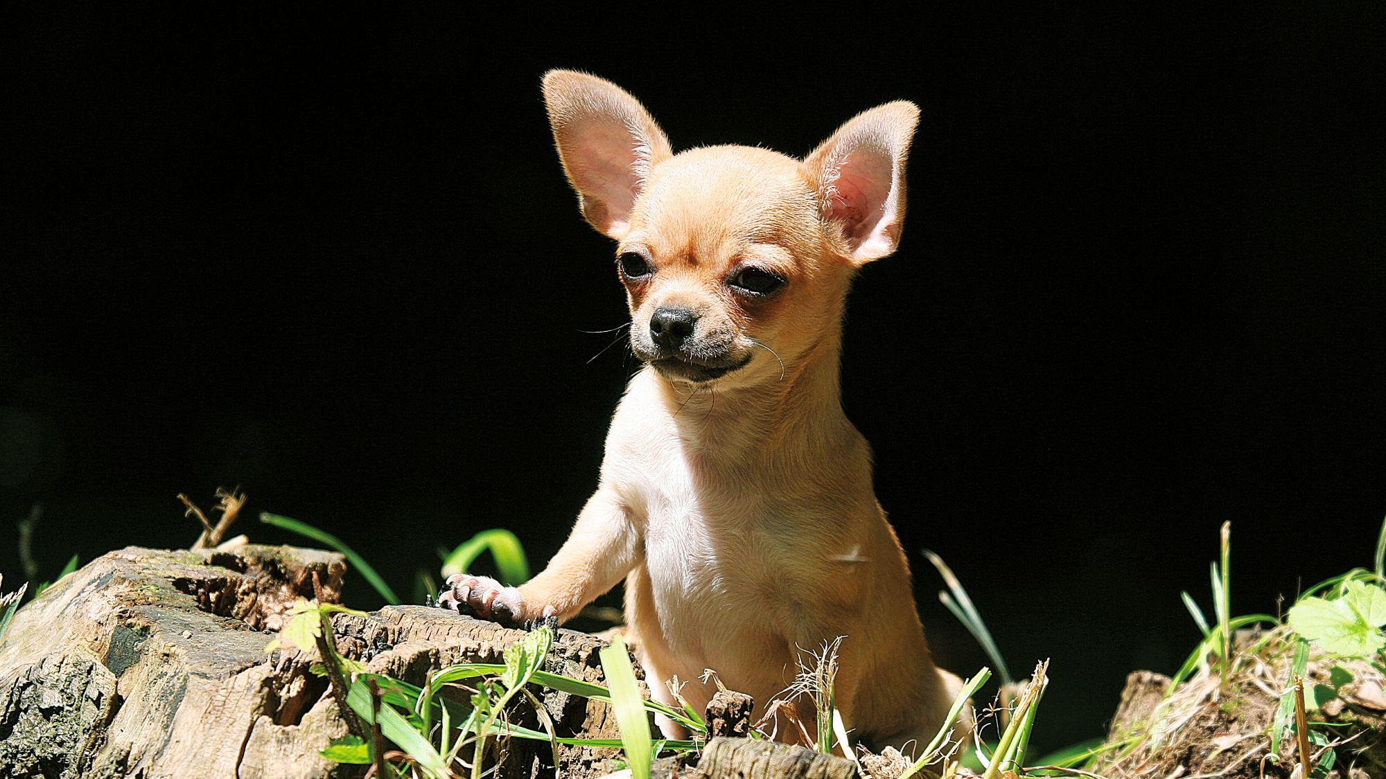 Chihuahua de pelaje suave beige mirando por encima de un tronco