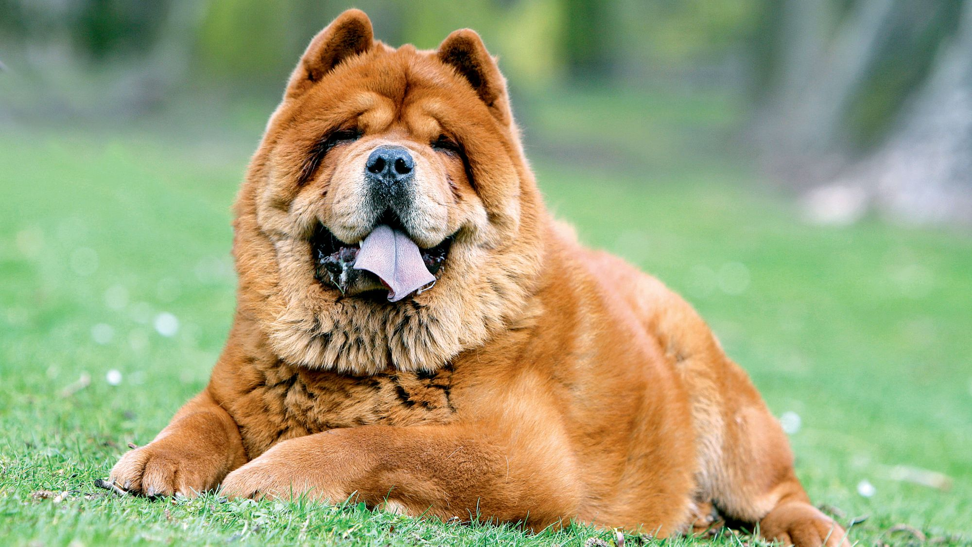 Chow-chow fauve allongé sur l'herbe