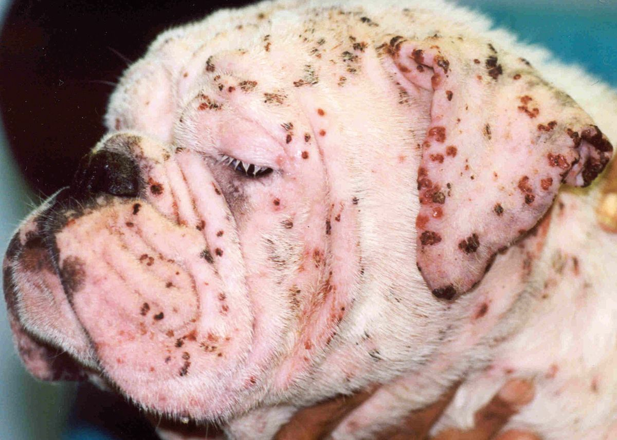 Figure 15. Pemphigus foliaceus in a 5-year-old bulldog with generalized pustular dermatitis and a history of atopic dermatitis, flea allergy, and recent topical monthly flea treatment.© Patricia D. White