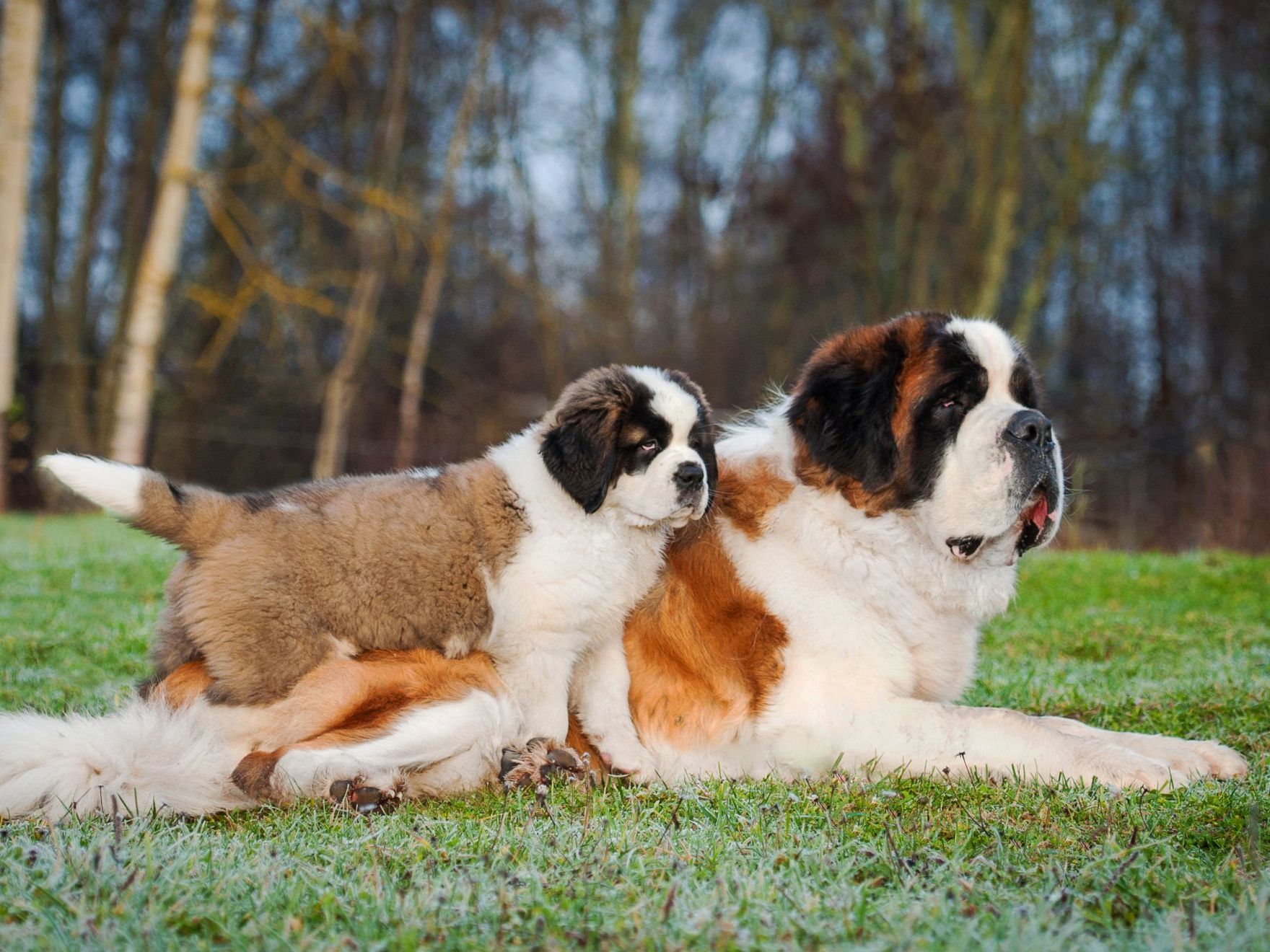 Chiens saint-bernard adultes et jeunes