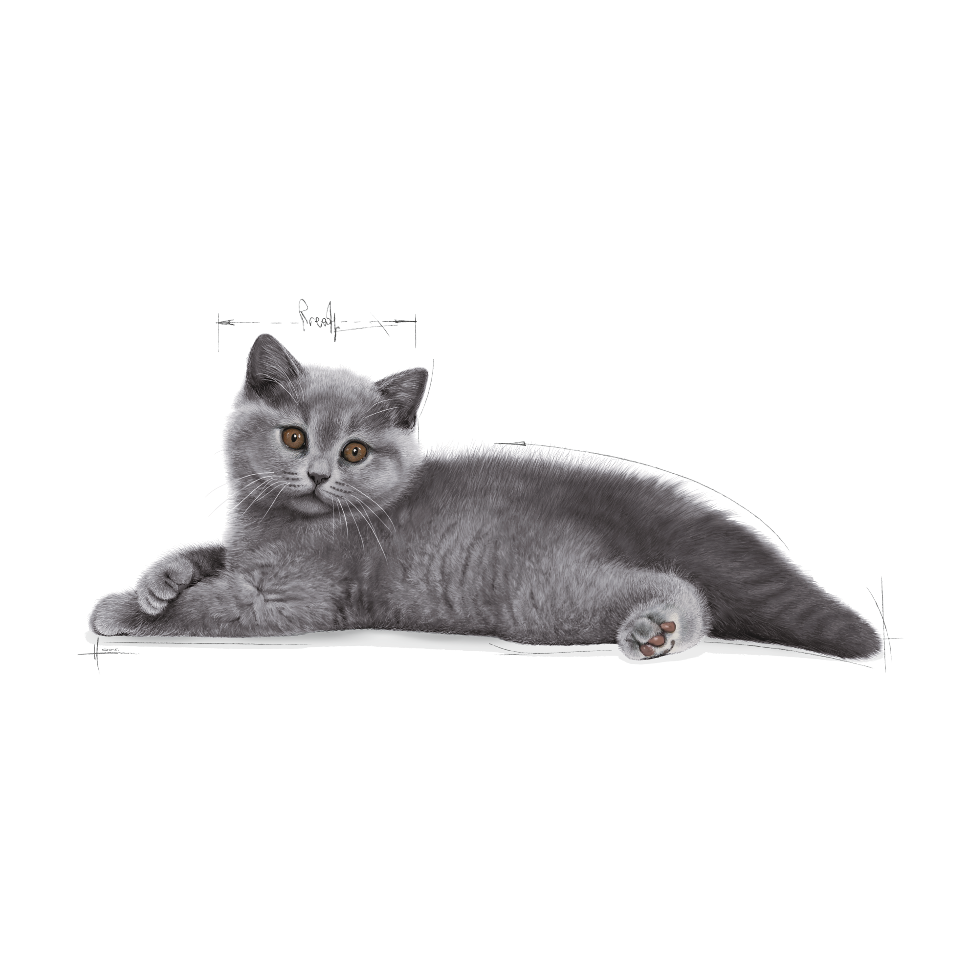 British shorthair hot sale kitten food